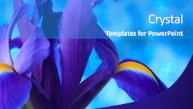  Presentation with iris - Slide deck having desktop flag - beautiful blue iris flowers background background and a  colored foreground