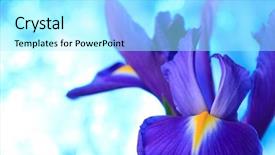  Presentation with iris - Theme with desktop flag - beautiful blue iris flowers background background and a  colored foreground