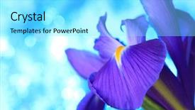  Presentation with iris - Presentation theme having desktop flag - beautiful blue iris flowers background background and a  colored foreground
