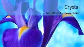  Presentation with iris - Audience pleasing presentation design consisting of desktop flag - beautiful blue iris flowers background backdrop and a  colored foreground