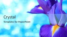  Presentation with iris - Audience pleasing PPT layouts consisting of desktop flag - beautiful blue iris flowers background backdrop and a  colored foreground