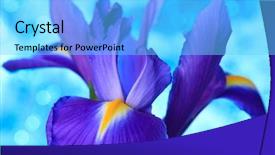  Presentation with iris - Presentation theme consisting of desktop flag - beautiful blue iris flowers background background and a  colored foreground