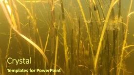  Presentation with underwater wild nature sea life - Slide set with desna-river-natural-underwater-landscape background and a  colored foreground