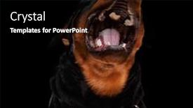  Presentation with very hungry caterpillar - PPT layouts consisting of desperate-rottweiler-being-hungry-craving background and a black colored foreground