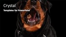  Presentation with dog food - Slides with desperate-rottweiler-dog-craving background and a black colored foreground