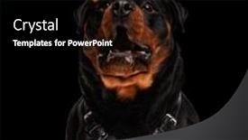  Presentation with rottweiler puppy - Presentation theme enhanced with desperate-rottweiler-puppy-catching-food background and a black colored foreground