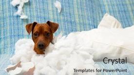  Presentation with hard work - Slide deck featuring destroying home - naughty playful puppy dog background and a white colored foreground