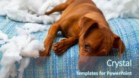  Presentation with hard work - PPT theme having destroying home - naughty playful puppy dog background and a ocean colored foreground