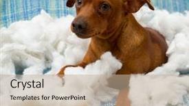  Presentation with hard work - Beautiful presentation featuring destroying home - naughty playful puppy dog backdrop and a coral colored foreground