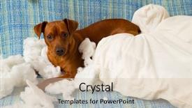  Presentation with hard work - Slide deck enhanced with destroying home - naughty playful puppy dog background and a lemonade colored foreground