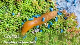  Presentation with pellet - PPT theme consisting of destroying home - slug with slug pellet background and a tawny brown colored foreground