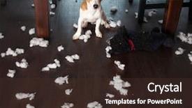  Presentation with dogs - Beautiful theme featuring destruction - pampering dogs naughty puppy mischief backdrop and a wine colored foreground