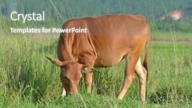  Presentation with rural india paddy field green - Beautiful slide set featuring deta - asia buffalo in country field backdrop and a gray colored foreground