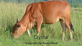  Presentation with pollution in asia - Presentation design with business man leather accessory closeup wallet strap handstrap and mobile phone with case background and a dark gray colored foreground