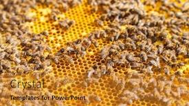  Presentation with honeycomb - Audience pleasing slide set consisting of detail af bees swarm working on honeycomb backdrop and a gold colored foreground