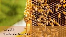  Presentation with honeycomb - Amazing presentation design having detail af bees swarm working on honeycomb backdrop and a gold colored foreground