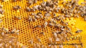  Presentation with honeycomb - Beautiful slide set featuring detail af bees swarm working on honeycomb backdrop and a gold colored foreground
