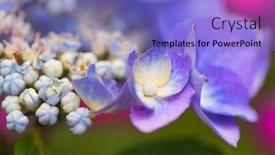  Presentation with hydrangea - Presentation theme consisting of detail-blooming-blue-hydrangea background and a light blue colored foreground