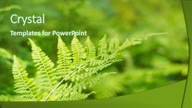  Presentation with fern - Theme enhanced with detail fern leaf in nature background and a  colored foreground