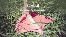  Presentation with flamingo - Cool new slide set with american flamingos caribbean flamingos - detail flamingo leg resting backdrop and a tawny brown colored foreground