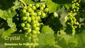  Presentation with vine - Presentation with detail-grapes-of-the-vine background and a tawny brown colored foreground