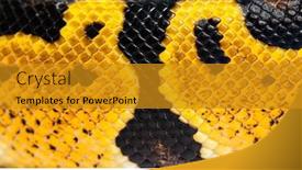  Presentation with python - Presentation enhanced with detail-macro-of-a-pastel background and a gold colored foreground