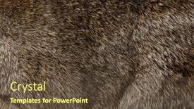  Presentation with rabbit - PPT theme enhanced with detail-macro-of-european-rabbit background and a tawny brown colored foreground