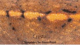  Presentation with pink panther - Slide set enhanced with detail-macro-on-a-panther background and a coral colored foreground