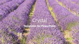  Presentation with lavender - Slides featuring detail-of-a-beautiful-lavender background and a coral colored foreground