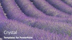  Presentation with lavender - Amazing slides having detail-of-a-beautiful-lavender backdrop and a gray colored foreground