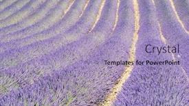  Presentation with lavender - Cool new slides with detail-of-a-beautiful-lavender backdrop and a light blue colored foreground