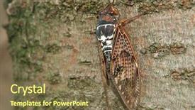 Presentation with stem - Audience pleasing theme consisting of detail of a cicada siting backdrop and a  colored foreground
