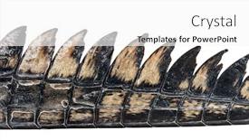  Presentation with crocodile - Presentation theme enhanced with detail-of-a-fish-eating background and a white colored foreground