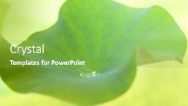  Presentation with lotus flower - 