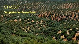  Presentation with olive grove - Presentation enhanced with detail-of-a-large-olive background and a tawny brown colored foreground