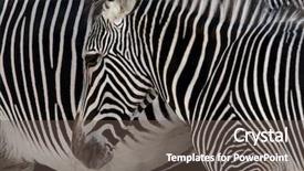  Presentation with head - Theme enhanced with detail of a zebra head background and a tawny brown colored foreground
