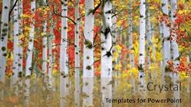  Presentation with fall - Presentation theme enhanced with detail-of-aspen-tree and a coral colored foreground