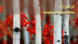  Presentation with fall - PPT theme enhanced with detail-of-aspen-tree and a tawny brown colored foreground