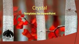  Presentation with fall - Slide deck having detail-of-aspen-tree and a tawny brown colored foreground