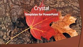  Presentation with maple leaves - Audience pleasing PPT theme consisting of detail of autumn maple leaves backdrop and a tawny brown colored foreground