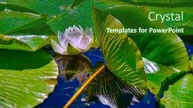  Presentation with white lotus flower - Cool new theme with detail of beautiful white lotus flower blooming in point pelee lake ontario backdrop and a forest green colored foreground