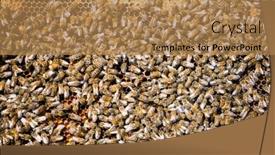  Presentation with honeycomb - Colorful PPT theme enhanced with detail-of-bees-swarming backdrop and a coral colored foreground