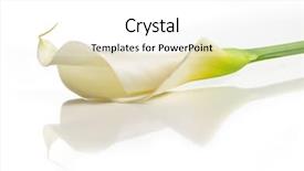  Presentation with calla - PPT theme consisting of detail of calla lilly flower background and a white colored foreground