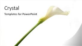  Presentation with calla lily - Audience pleasing slide set consisting of detail of calla lily flower backdrop and a white colored foreground