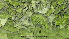  Presentation with leafy greens and produce - Slides having detail-of-collard-greens-produce background and a seafoam green colored foreground