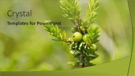 Presentation with berries - Presentation theme having detail-of-crowberry-with-green background and a yellow colored foreground