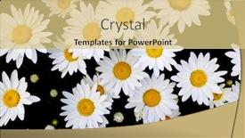  Presentation with summer flowers - Slide deck consisting of detail of daisies daisy flowers with golden sunbeams spring summer sunshine background and a yellow colored foreground