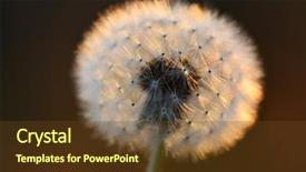 Presentation with weeds - Presentation enhanced with detail of dandylion weeds seeds background and a tawny brown colored foreground