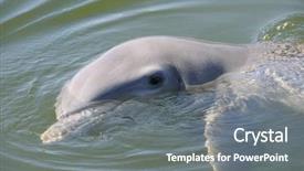  Presentation with dolphin - Beautiful PPT theme featuring detail of dolphin head backdrop and a gray colored foreground
