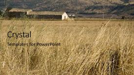  Presentation with crop - Presentation theme having detail of dry barley crop with rustic house in the background background and a yellow colored foreground